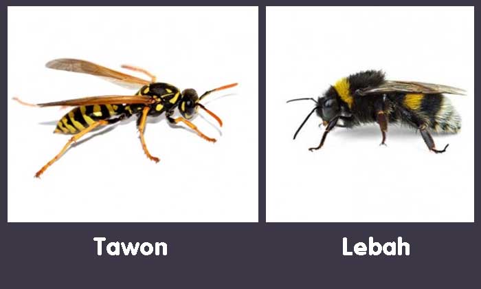 Perbedaan antara Lebah dan Tawon