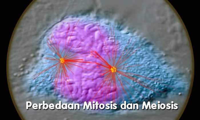 Perbedaan Mitosis dan Meiosis